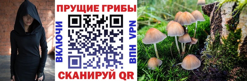 Псилоцибиновые грибы мицелий  Бологое 